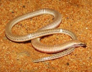 species of lizard of the genus Bachia 