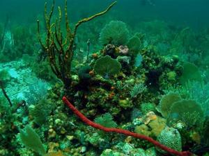 Coral area in Belize