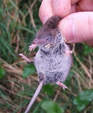 Irish Shrew