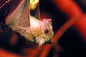 fruit bat