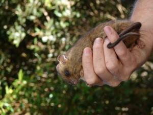 dwarf cloud rat