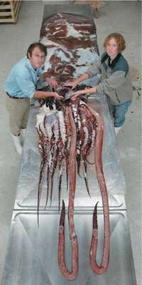 Colossal Squid