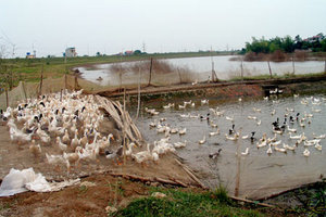 vietnam ducks