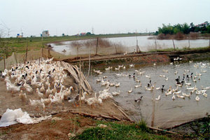 Click to enlarge vietnam ducks