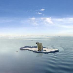 polar bear on ice float