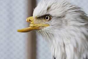 Disfigured eagle