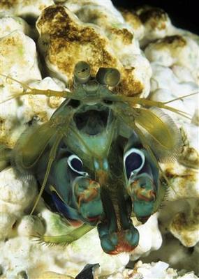 Mantis shrimp 