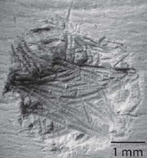 Insect-scoured dinosaur bone