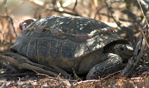 tortoise