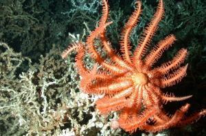 brisingid sea-star 