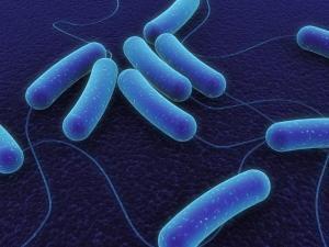 Three-dimensional computer-rendered E. coli bacteria