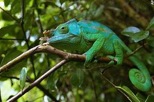 chameleon in Madagascar