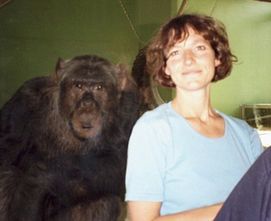 Click to enlarge chimp