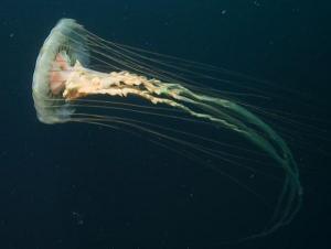 sea nettle