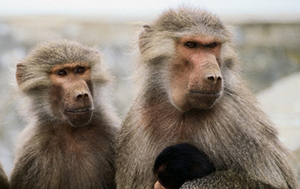 Click to enlarge monkeys