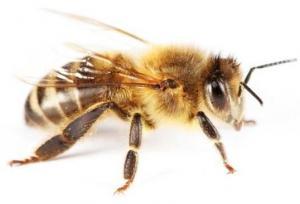 honeybee