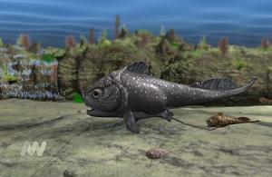 Placoderm
