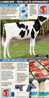 Cloned cows
