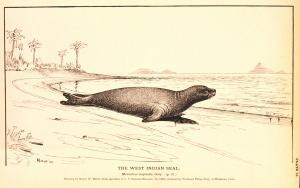 Caribbean Monk Seal