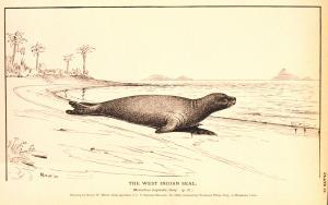 Caribbean Monk Seal