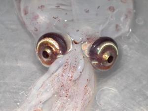 cockatoo squid