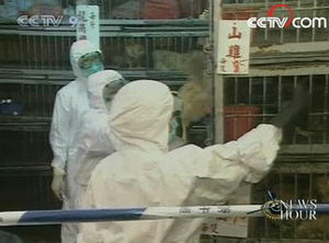Hong Kong Bird Flu