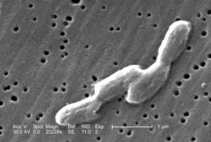 Salmonella infantis bacteria