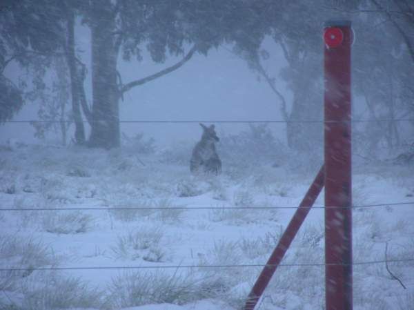 kangaroo in snow May 2009