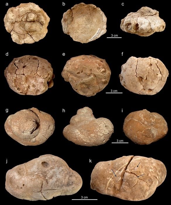 dinosaur feces fossil