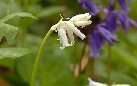 white bluebells
