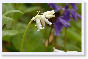Click to enlarge white bluebells