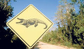 Click to enlarge alligator crossing