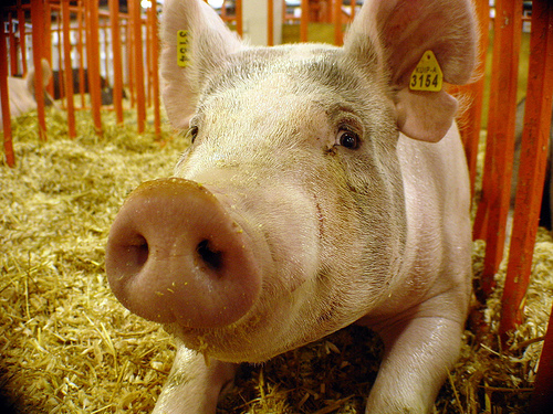 Click to enlarge swine flu