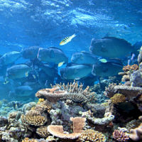 Great Barrier Reef