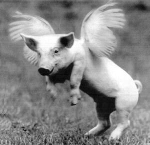 flying_pigs_1