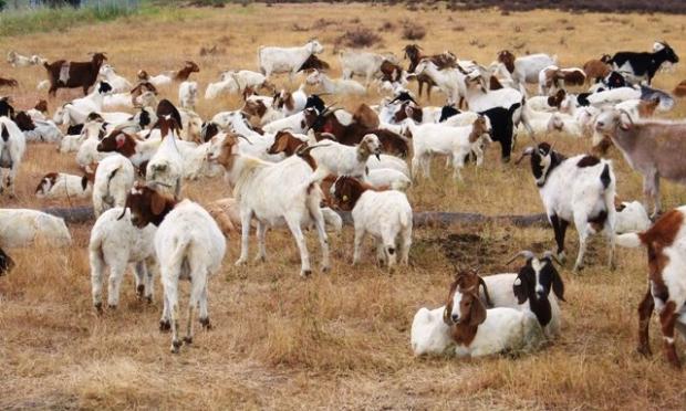 Click to enlarge google goats