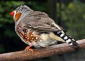 A Zebra Finch