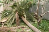 ancient palm tree