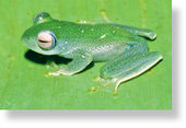 Boophis frog