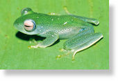 Boophis frog