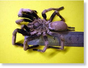 Whistling Spider