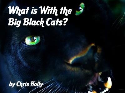 Black cat