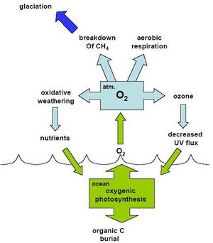 Click to enlarge oxygen cycle