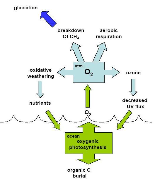 oxygen cycle
