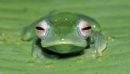 All green frog