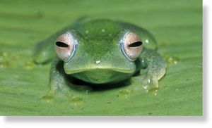 All green frog