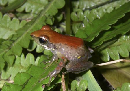 Red-back frog