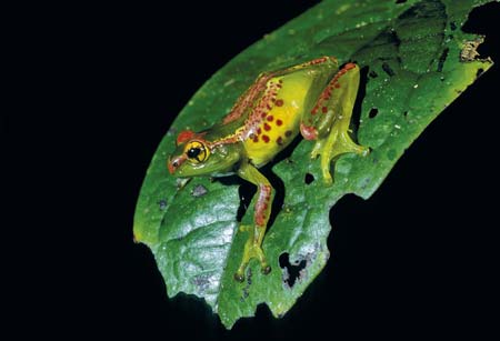 Click to enlarge Boophis ulftunni frog