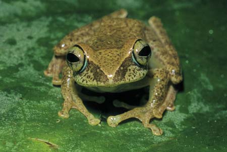Boophis aff. miniatus ranomafanakely frog