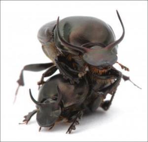 Click to enlarge Onthophagus taurus